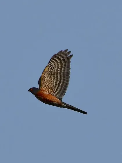 A Besra, a small but fierce migratory hawk, captured mid-flight. The beautiful pattern on its wings is perfectly displayed in this shot.