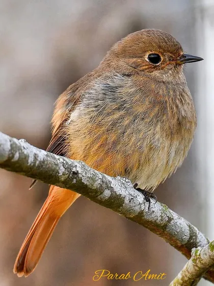 A female Redstart, with her soft, warm-brown plumage and rusty-red tail. This photo is a great example of how evening backlight can create a beautiful, soft glow and bring out the texture of the feathers.