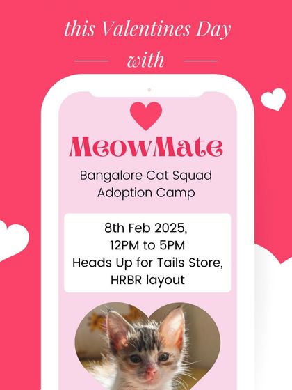 Swipe right on your MeowMate! A fun poster for our Valentine's adoption camp at the HUFT store in HRBR Layout, inviting people to find their purrfect match.