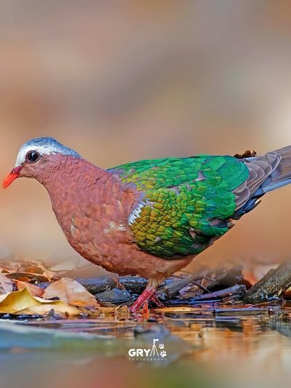 An Emerald Dove forages on the forest floor. The iridescent green on its wings shines even in the low light of the undergrowth.