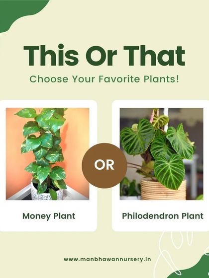 This or That: Money Plant or Philodendron Plant? Both are gorgeous vining plants that are easy to love. Let us know your favorite.
