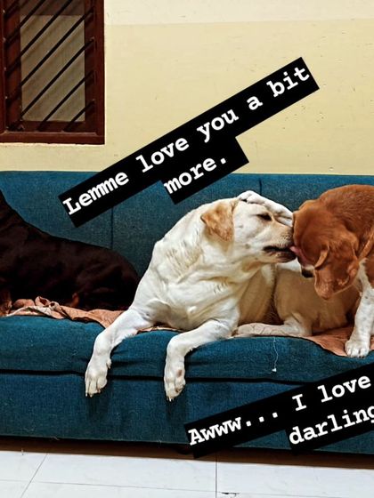 Loads of love and free-ranging pets. A Labrador and a Beagle sharing kisses.