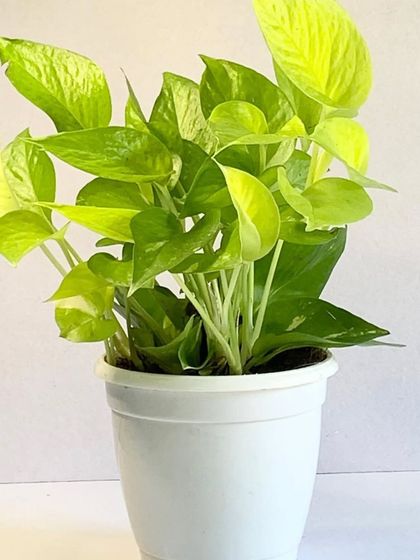 The Neon Pothos has vibrant, chartreuse-colored leaves. It's just as easy to care for as a regular pothos but adds a much brighter pop of color.