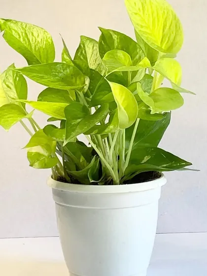 The Neon Pothos has electrifying lime-green leaves. It's an incredibly easy-to-care-for plant that brightens up any indoor space.