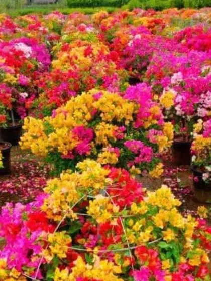 A dense field of Bougainvillea bushes in my nursery, showcasing a rich tapestry of yellow, pink, and red. The sheer volume of color highlights the variety I offer.