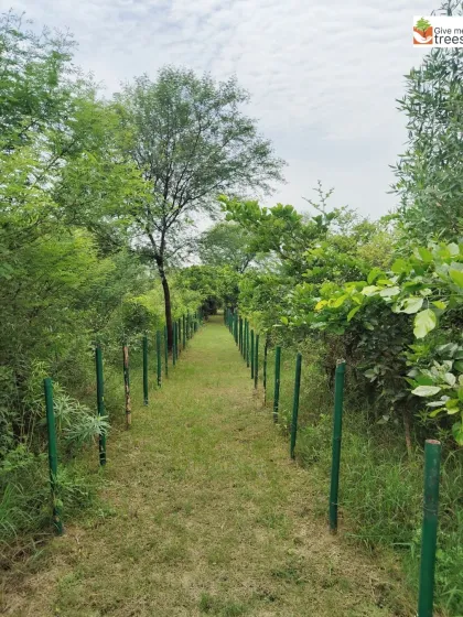 A long, straight path at the Sector 150 site, lined with green poles that will soon be covered by growing plants. This shows the structure and planning that goes into designing our urban forests.