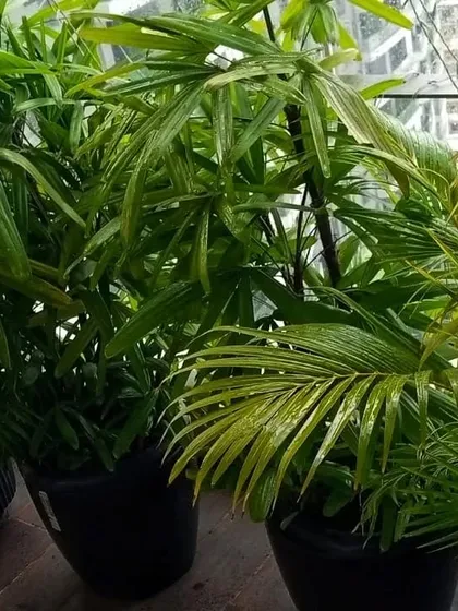 These lush, rain-kissed palms in Goregaon have just received a visit from my Mali service. Regular check-ups are especially important during the monsoon to keep plants in top shape.