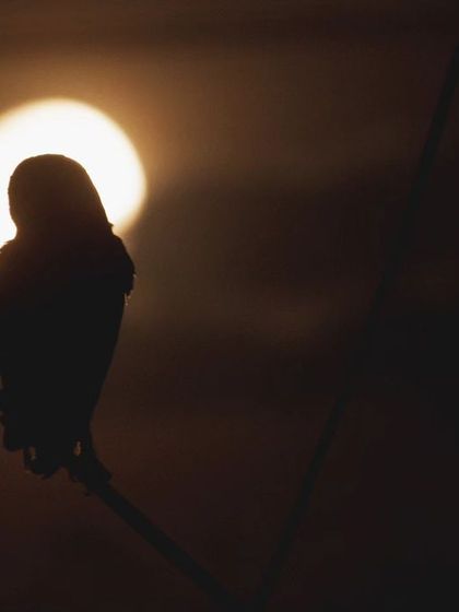 A Barn Owl silhouetted against a street light, creating a halo effect. These owls have mastered the urban night.