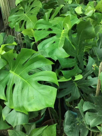 Monstera Deliciosa, with its iconic split leaves, is a must-have for any plant lover. We grow them to be big and bushy, perfect for creating an indoor jungle feel.