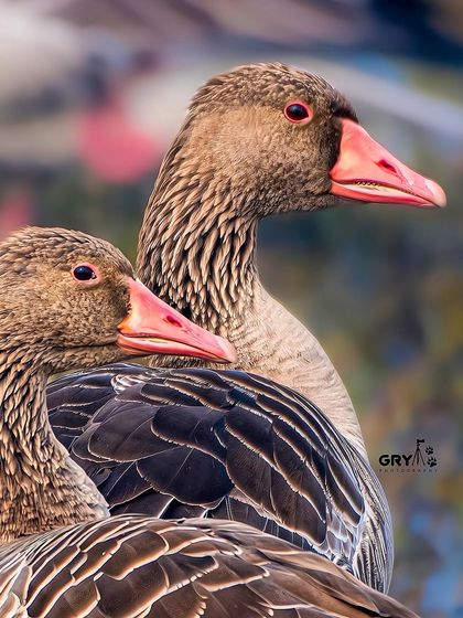A detailed portrait of a pair of Greylag Geese. These birds are the ancestors of most domestic geese and are a common sight in the wetlands I visit.