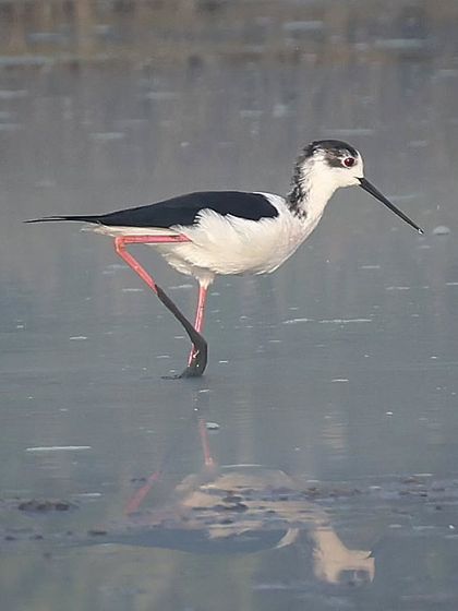 Waders, Ducks & Waterbirds photo 52