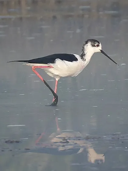 A Black-winged Stilt wading through the water in India. This species is found in temperate and tropical regions across the globe, from Asia and Africa to the Americas.