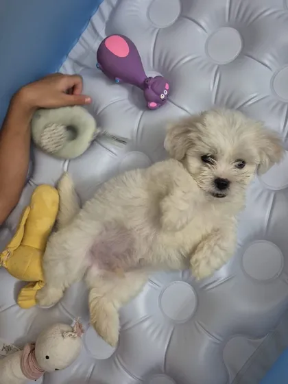 Little Juno, a Maltese puppy, enjoying some playtime with his toys. We prepared him for his in-cabin flight from Delhi to Vietnam, ensuring he was a happy and comfortable travel companion.