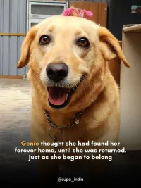 Pet Adoption, Fostering & Sponsorship