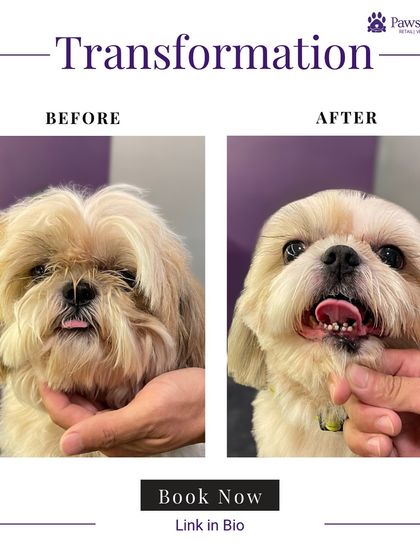 PawsnCollars - Pet Grooming & Spa Grooming Transformations: Before & After photo 8