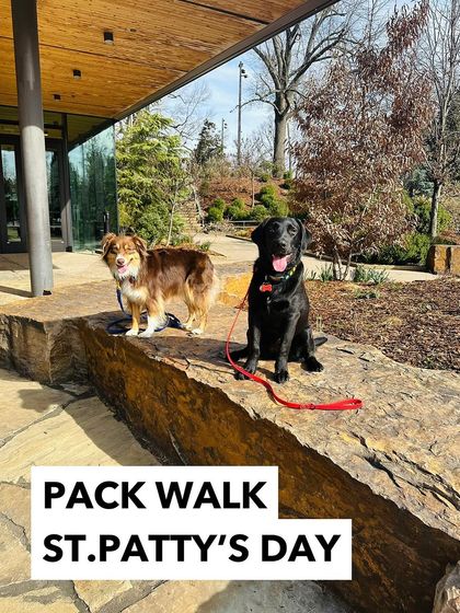 Tulsa Dog Trainer - Pack Walks More Than Just a Walk photo 6