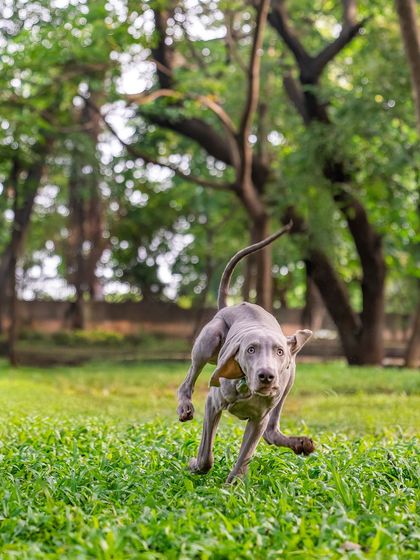 Pawparazzi By Prathima - Pet Milestone Photography Outdoor Adventures & Candid Play photo 28