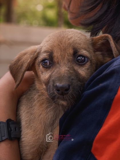 The soulful eyes of this little puppy tell a story. It's a privilege to help them on their journey to a forever home.