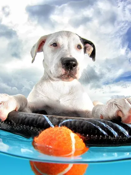 A serene, powerful portrait of a white dog at the water's edge. We can capture the moments of anticipation and rest in between the action.