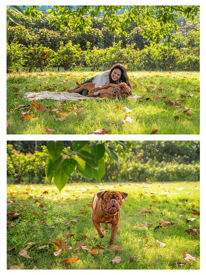 A collage showcasing the sweet bond between Romi the Mastiff and his mom. The images capture their playful interactions and quiet cuddles in a beautiful outdoor setting.