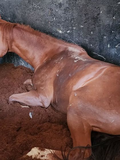 Another one of our horses enjoying the comfort of the cocopeat bedding in its stable. A well-rested horse is a happy horse.