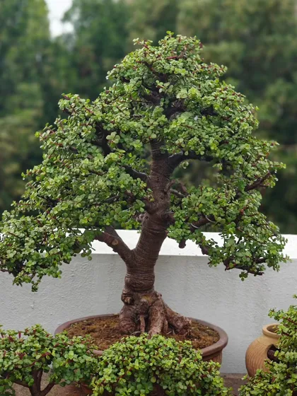 A close-up of a large Jade bonsai, showing its dense foliage and strong trunk. This tree has a commanding presence on my terrace.