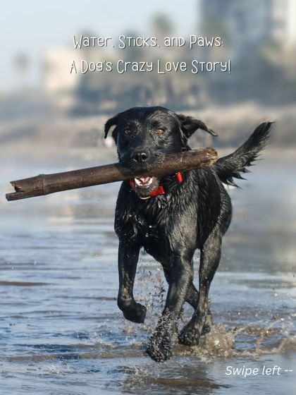 Sniff Stories - Pet & Family Photography Paws & Playtime photo 6