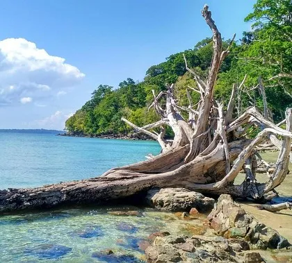 The Andamans are where lush rainforests meet pristine reefs. This is the view you get during our surface intervals. It’s a surreal experience, diving in crystal clear waters and then looking up at these dense, green islands.