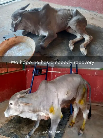 Cupa - Emergency Animal Rescue & Treatment Large Animal Rescues photo 4