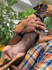 Pet Grooming