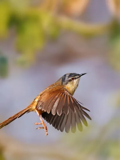 An Ashy Prinia takes flight, its wings beautifully spread to reveal their structure and coloration. This action shot freezes the bird's upward movement, highlighting its agility and the delicate nature of its flight.