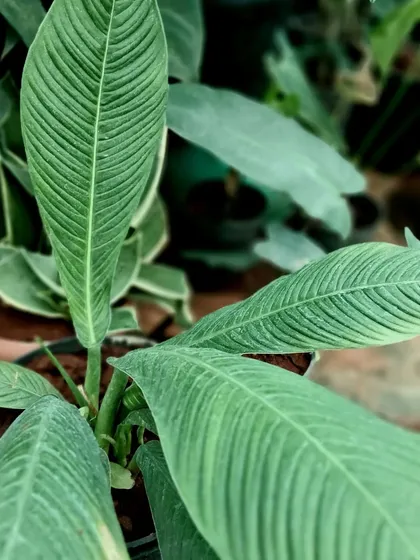 A close-up showcasing the parallel veins and ribbed texture of this aroid leaf. This kind of detail is what makes collecting these plants so rewarding.