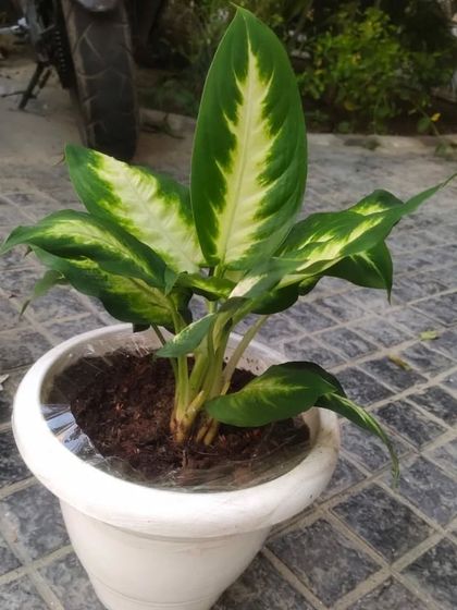 A Dieffenbachia or Dumb Cane plant in a white pot, ready for delivery. These have beautiful, large patterned leaves.