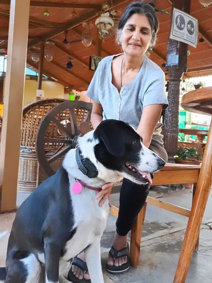From reactive to relaxed. Moju used to lunge at other dogs, making walks stressful for his owner. Through a balanced training program that included an e-collar for clear off-leash communication, he can now enjoy a life with more freedom and adventure.