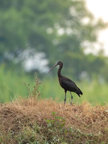A Glossy Ibis standing on a mound of dry grass, its dark, iridescent plumage shining in the light.
