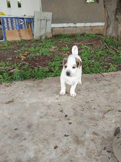 The first puppy again, standing confidently. These 30-day-old pups are looking for their forever homes.