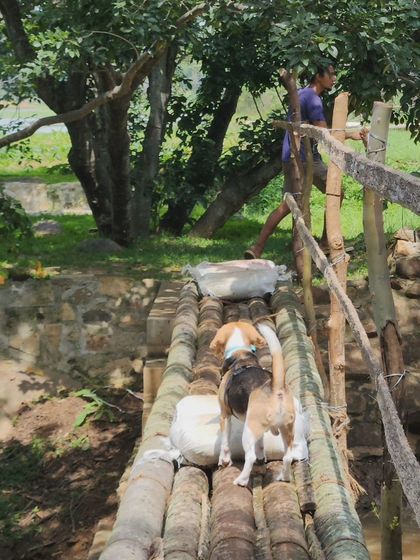 Deepthi - Dog Travel & Adventure Coaching Community & Group Outings photo 4