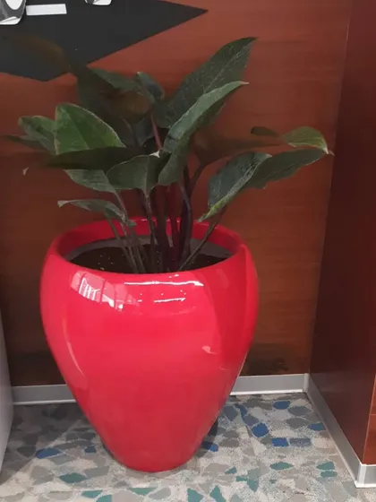 A striking red fiberglass planter holding a dark leafed Aglaonema. We use bold colors like this to create focal points and add energy to a workspace.