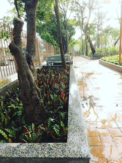 A garden bed built into a granite planter along a fence line. The space is filled with colorful foliage, showing how I can bring life to even narrow or difficult areas.