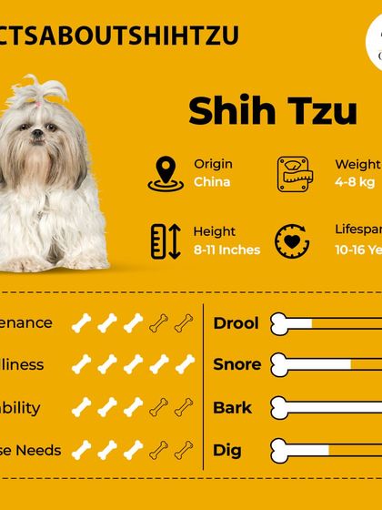 Oh My Pet - At-home Pet Grooming What's Your Pet's Personality? photo 7