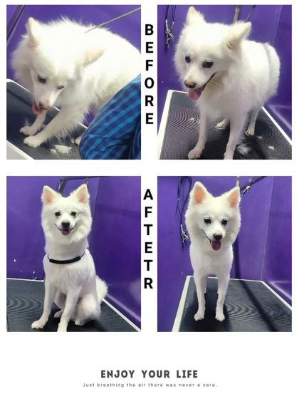 Bengaluru Pet Company - Pet Grooming The Glow-Up: Before & After Transformations photo 40