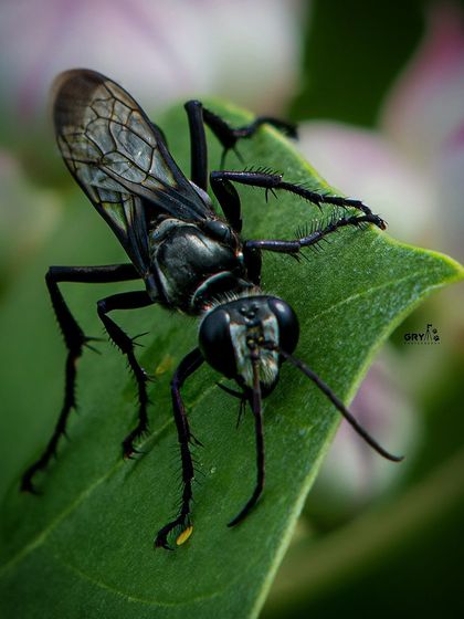 A macro shot of a wasp on a leaf, revealing the intricate details of its wings and body. I enjoy the challenge of macro photography to show the beauty of smaller creatures.