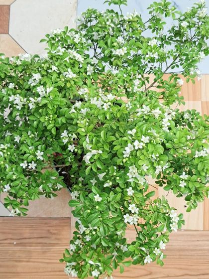 Bhardwaj - Urban Gardening Consultation A Riot of Colorful Flowers photo 212