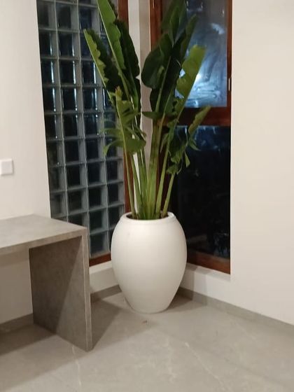 Make My Garden - Nursery & Gardening Store (Retail) Indoor & Air Purifying Plants photo 22