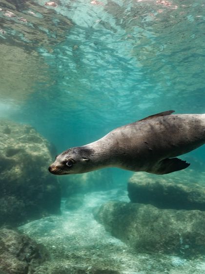 A sea lion swims through a rocky underwater channel. The clear water and natural light highlight the animal's sleek form and movement.