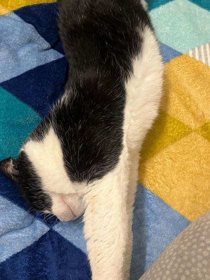 Senior QT Kittu taking a well-deserved nap. Older cats need more sleep, and I provide a peaceful environment for them to rest.