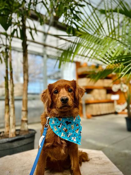 Tulsa Dog Trainer - Private Training & Behavior Modification Our Graduates: Real Results photo 81