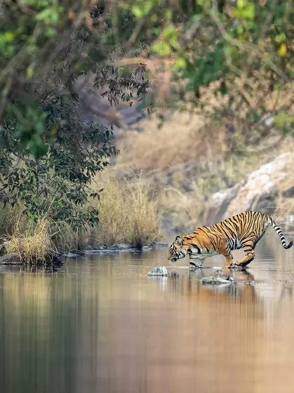 A young tiger cub cautiously crossing a stream. This image captures a sense of vulnerability and learning, showcasing the life stages we get to witness.
