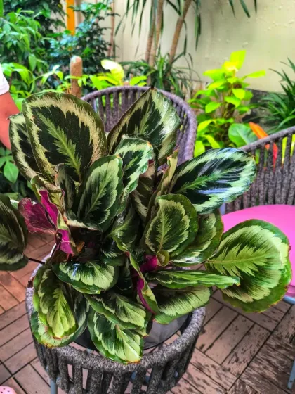 Another beautiful Calathea variety, with its mix of green, cream, and purple tones. These plants are known for their "praying" leaves that move up and down from day to night.