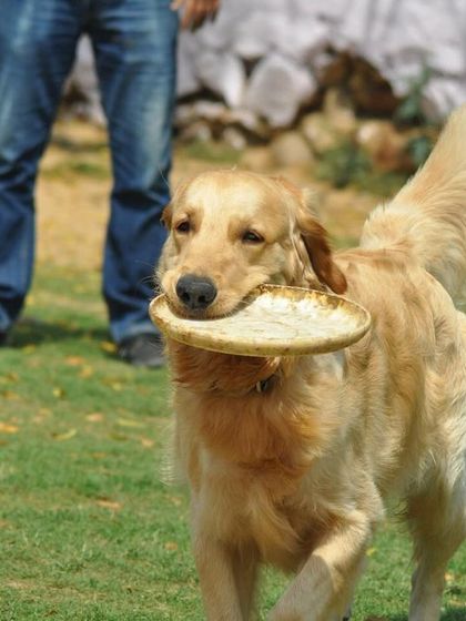 Milo showing off his impressive frisbee-carrying skills. Playtime is an essential part of our daily routine.